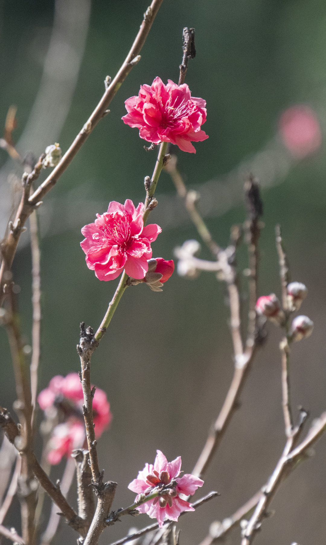 2月3日,立春节气前夕,广州番禺,初绽的桃花带来春天的消息。图/广州日报新花城记者:廖雪明