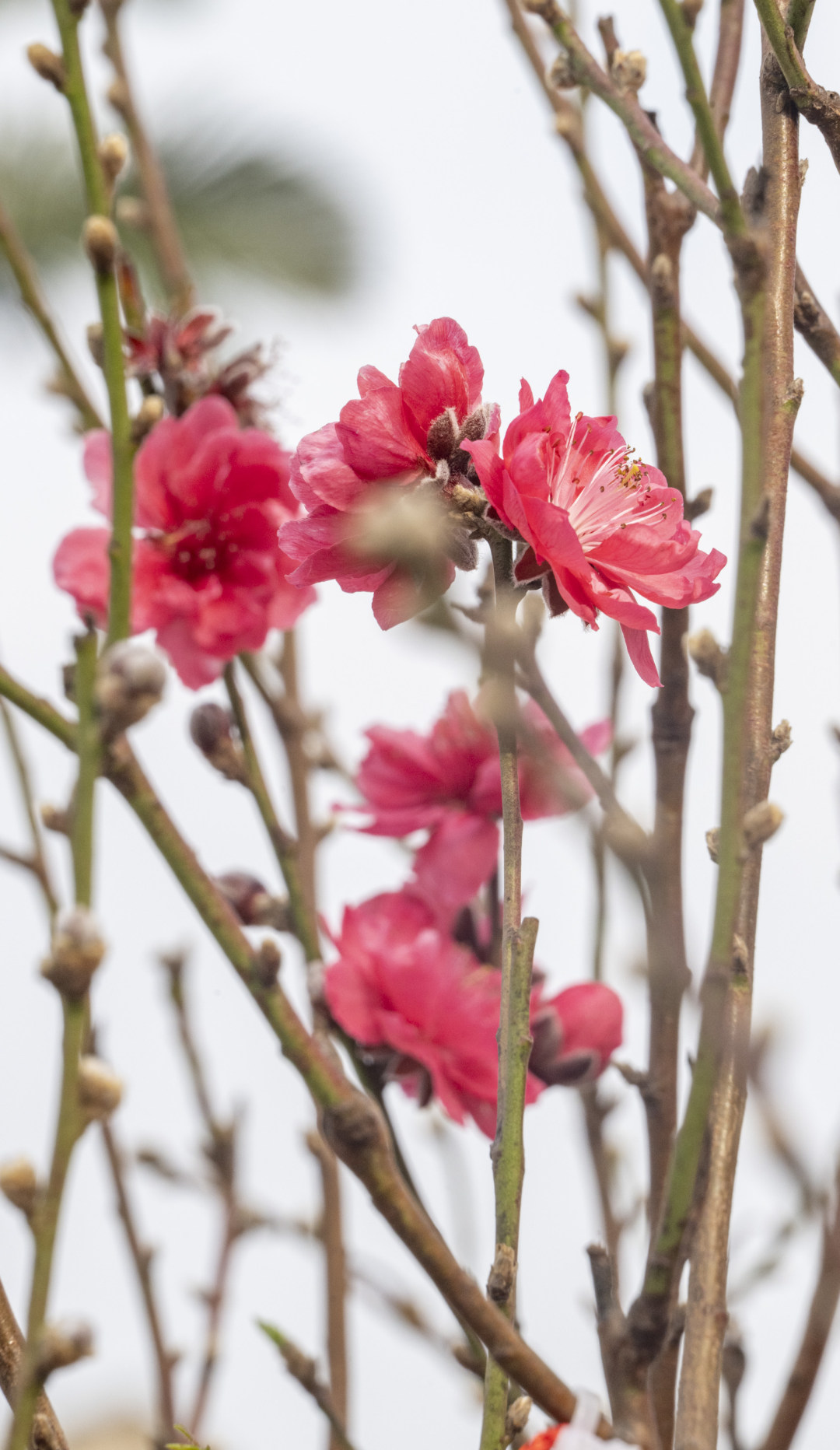 白云石马桃花盛开。图/广州日报新花城记者:廖雪明