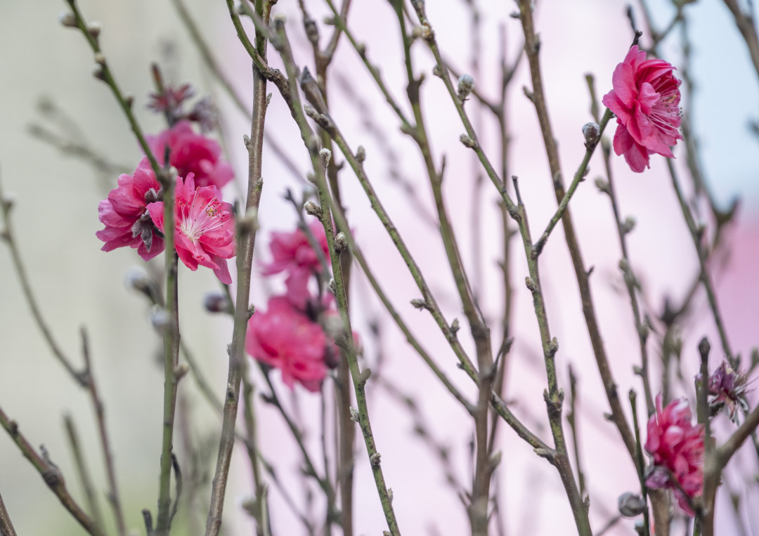 白云石马桃花盛开。图/广州日报新花城记者:廖雪明