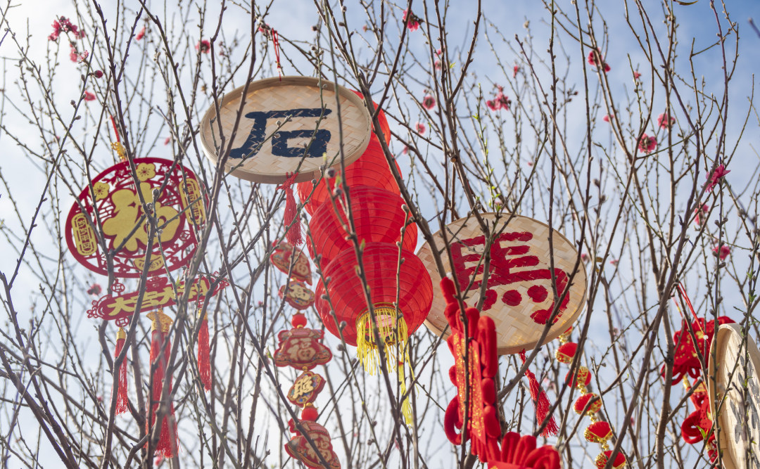 白云石马桃花盛开。图/广州日报新花城记者:廖雪明