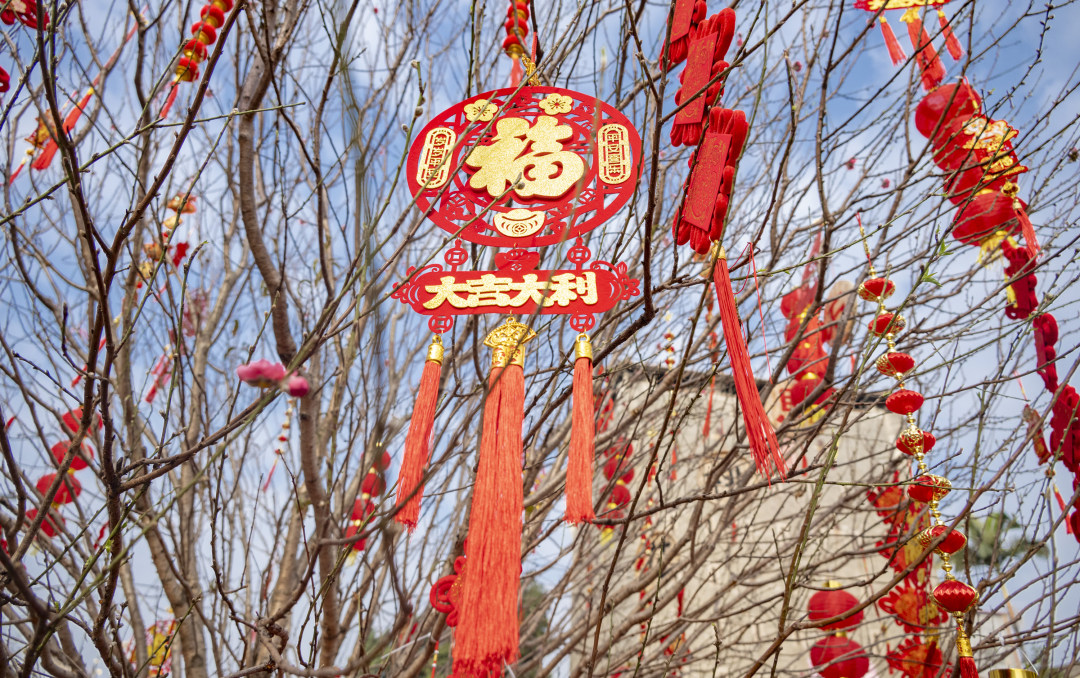 立春日白云石马桃花盛开带来春天的气息。图/广州日报新花城记者:廖雪明