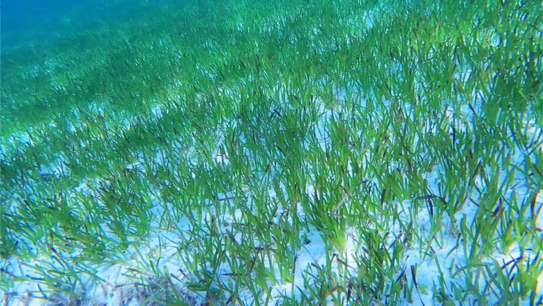 黄岩岛海草床