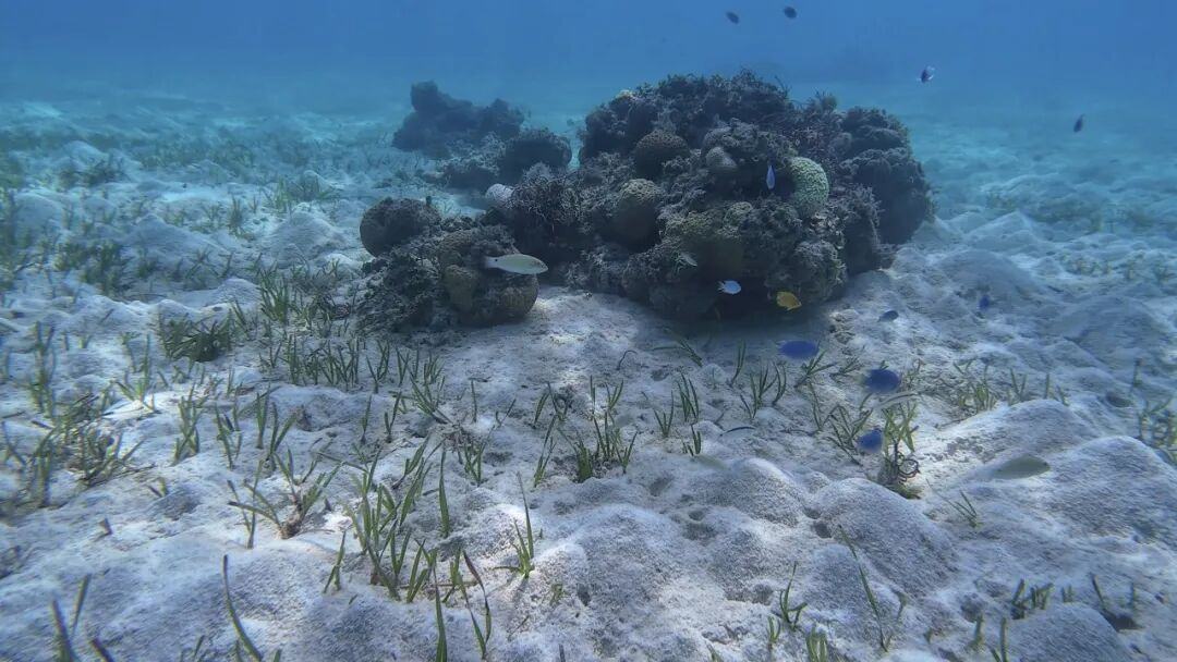 海草床与珊瑚礁相互依存
