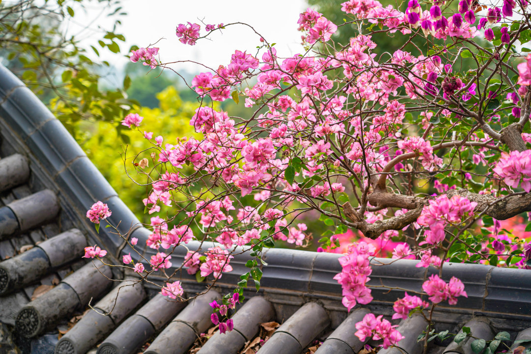 瓦檐之上,粉嫩的簕杜鹃正盛开。