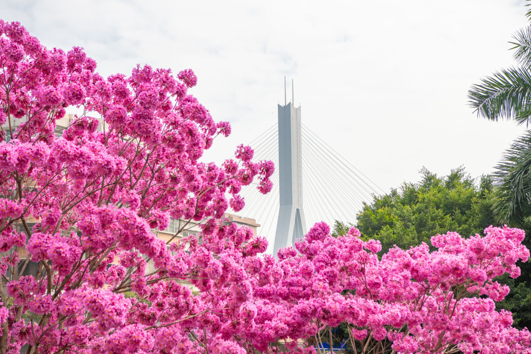 2026年2月5日,广州荔湾区沙涌地铁站D出口,盛开几株粉花风铃木。大团大团的粉花,温柔了广州,模糊了季节。