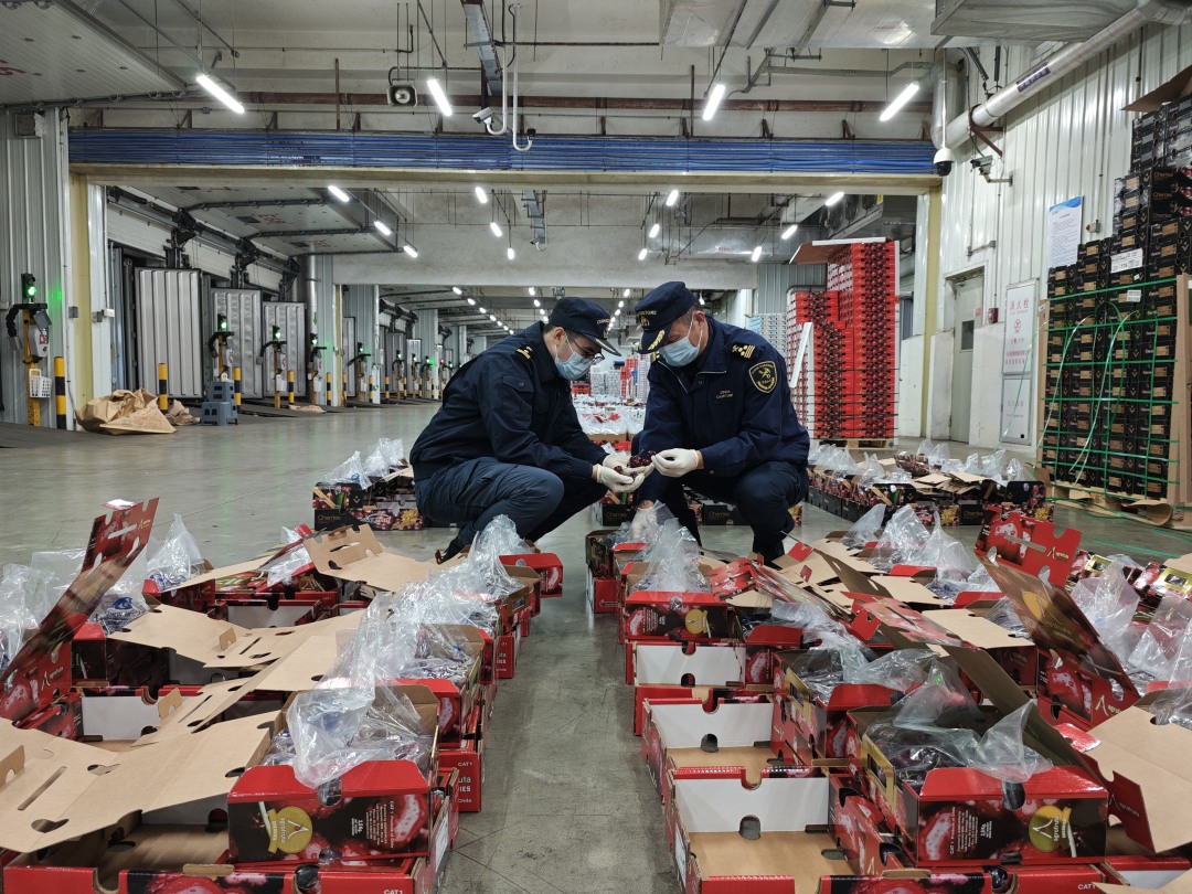 图为:广州海关所属南沙海关关员对进口车厘子进行监管(1)