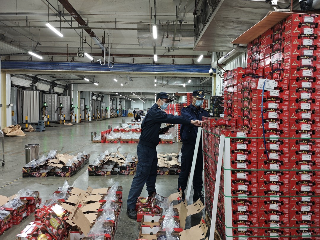 图为:广州海关所属南沙海关关员对进口车厘子进行监管(2)