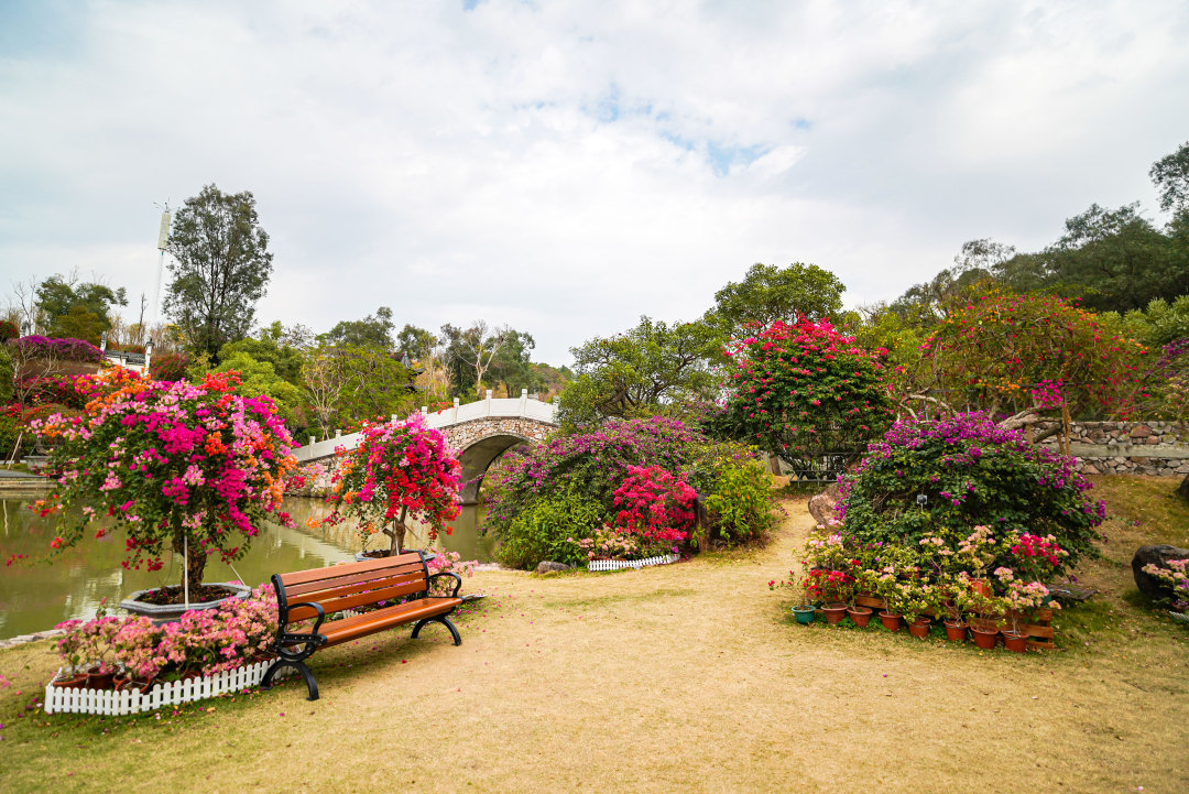 马岭观花植物园的簕杜鹃花开正好,五彩斑斓。