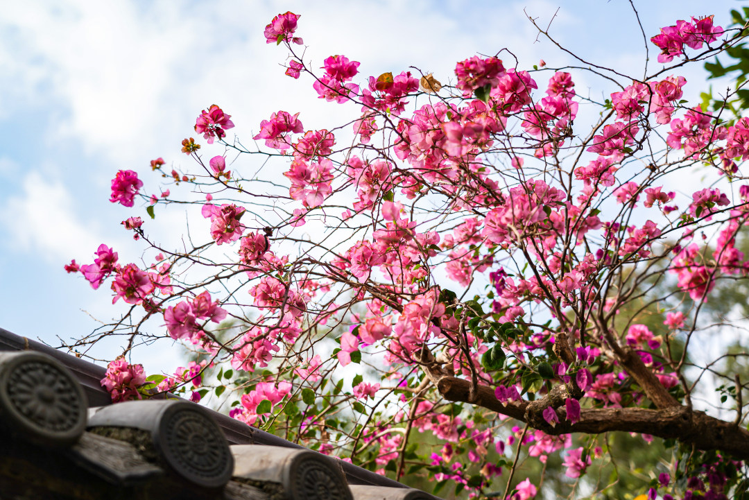 天气正好,在马岭观花植物园一处,簕杜鹃在蓝天下盛开。