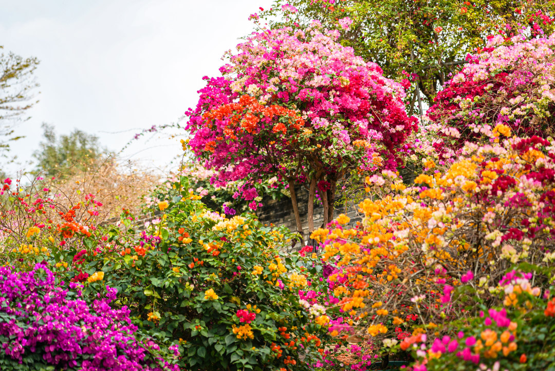 春和景明,马岭观花植物园的簕杜鹃花开正好,五彩斑斓。