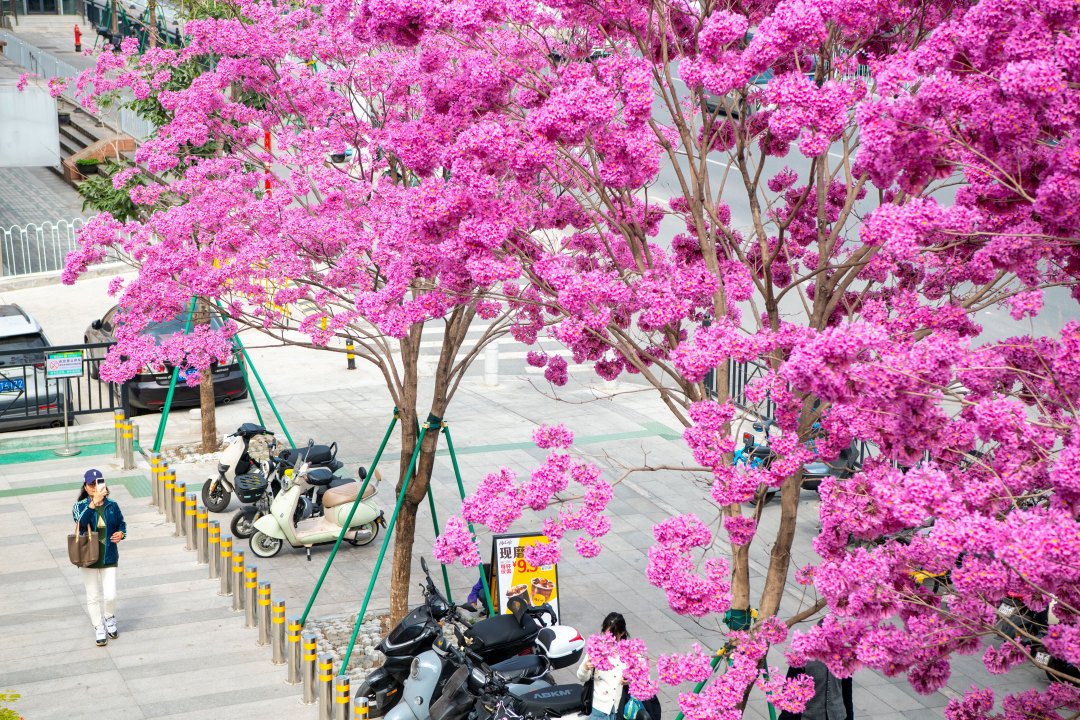 2026年2月5日,广州荔湾区沙涌地铁站D出口,盛开几株粉花风铃木。大团大团的粉花,温柔了广州,模糊了季节。