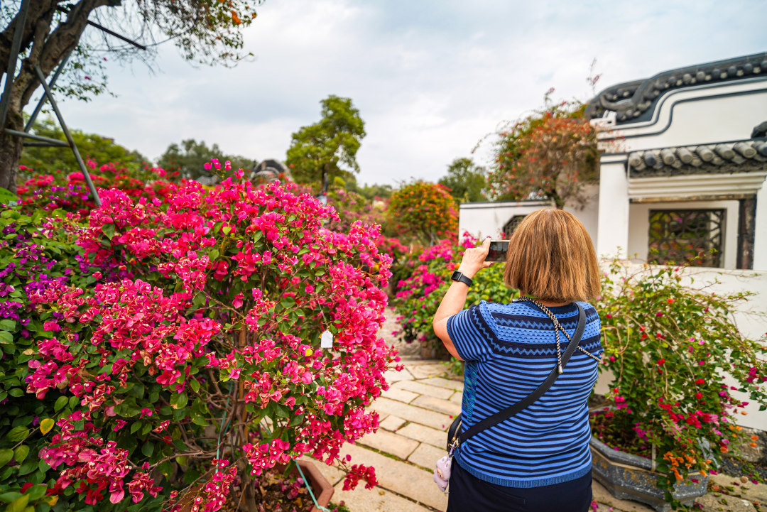 2月6日,APEC嘉宾走进广州市花都区,感受广州绿美乡村。在马岭观花植物园,他们观赏了多彩艳丽的三角梅。图/广州日报新花城记者:吴子良
图为嘉宾被园内繁花吸引,拿出手机拍摄。