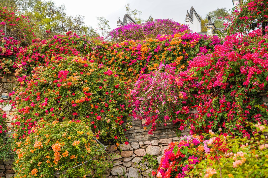 马岭观花植物园的簕杜鹃花开正好,五彩斑斓。