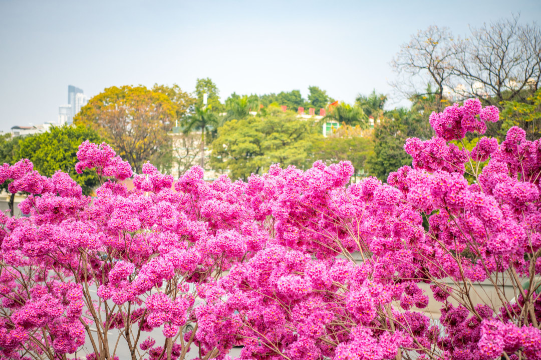 2026年2月5日,广州荔湾区沙涌地铁站D出口,盛开几株粉花风铃木。大团大团的粉花,温柔了广州,模糊了季节。