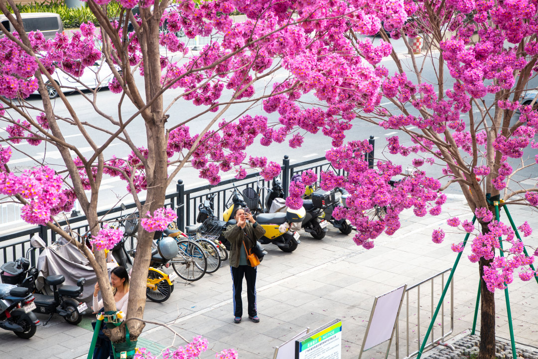 2026年2月5日,广州荔湾区沙涌地铁站D出口,盛开几株粉花风铃木。大团大团的粉花,温柔了广州,模糊了季节。