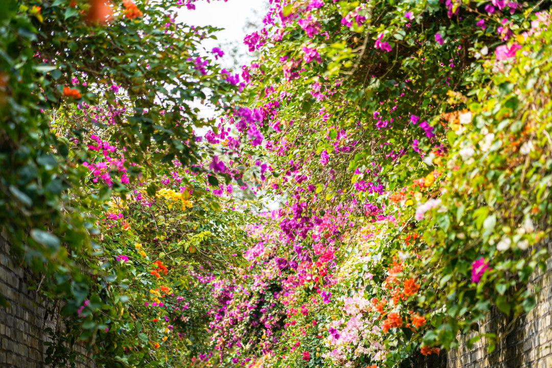 马岭观花植物园的簕杜鹃花开正好,五彩斑斓。
