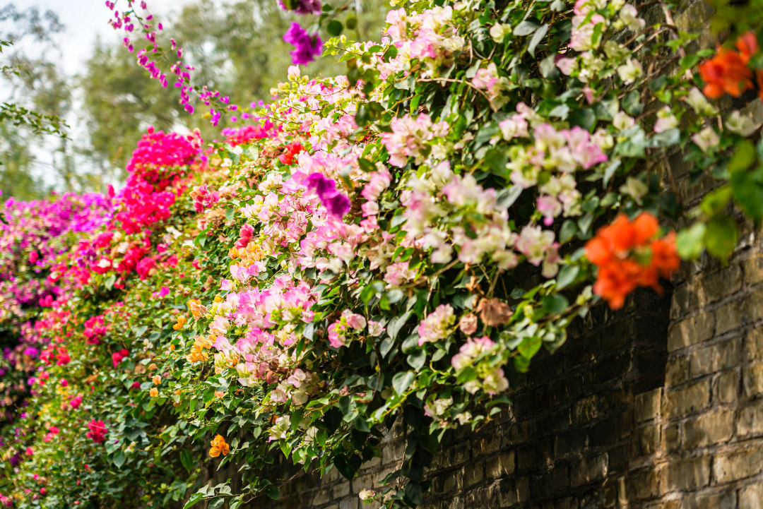 马岭观花植物园的簕杜鹃花开正好,五彩斑斓。