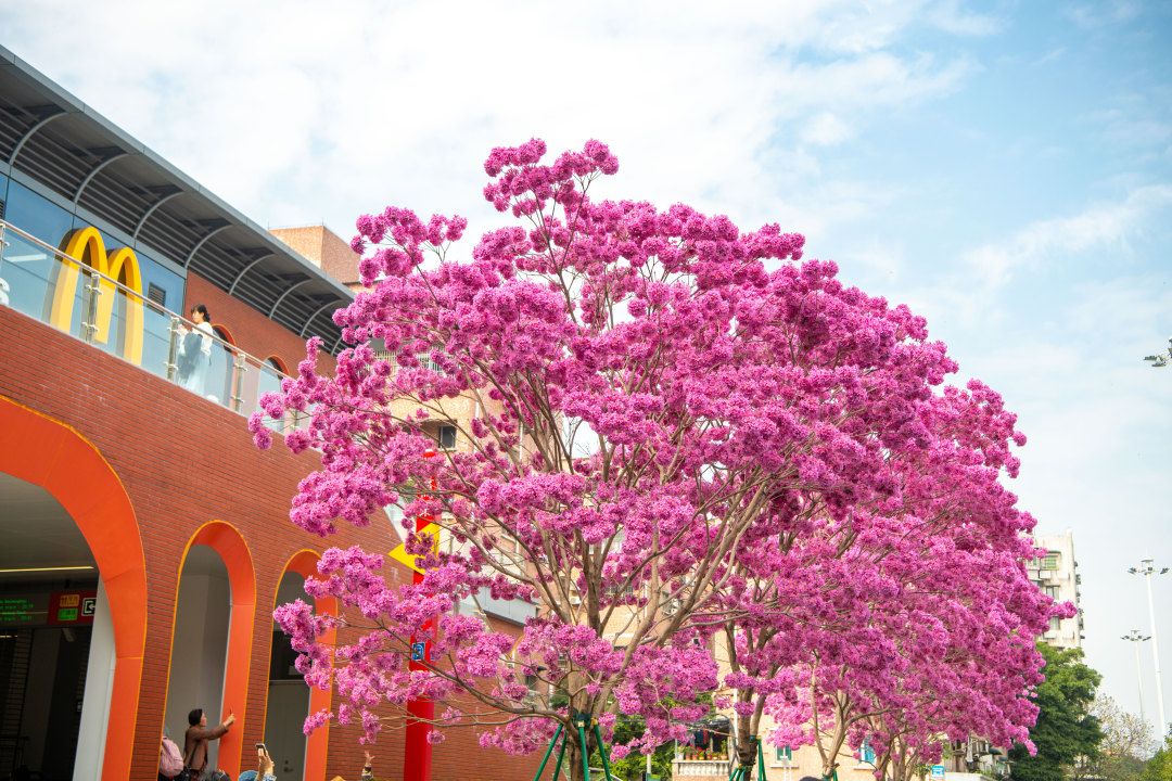 2026年2月5日,广州荔湾区沙涌地铁站D出口,盛开几株粉花风铃木。大团大团的粉花,温柔了广州,模糊了季节。