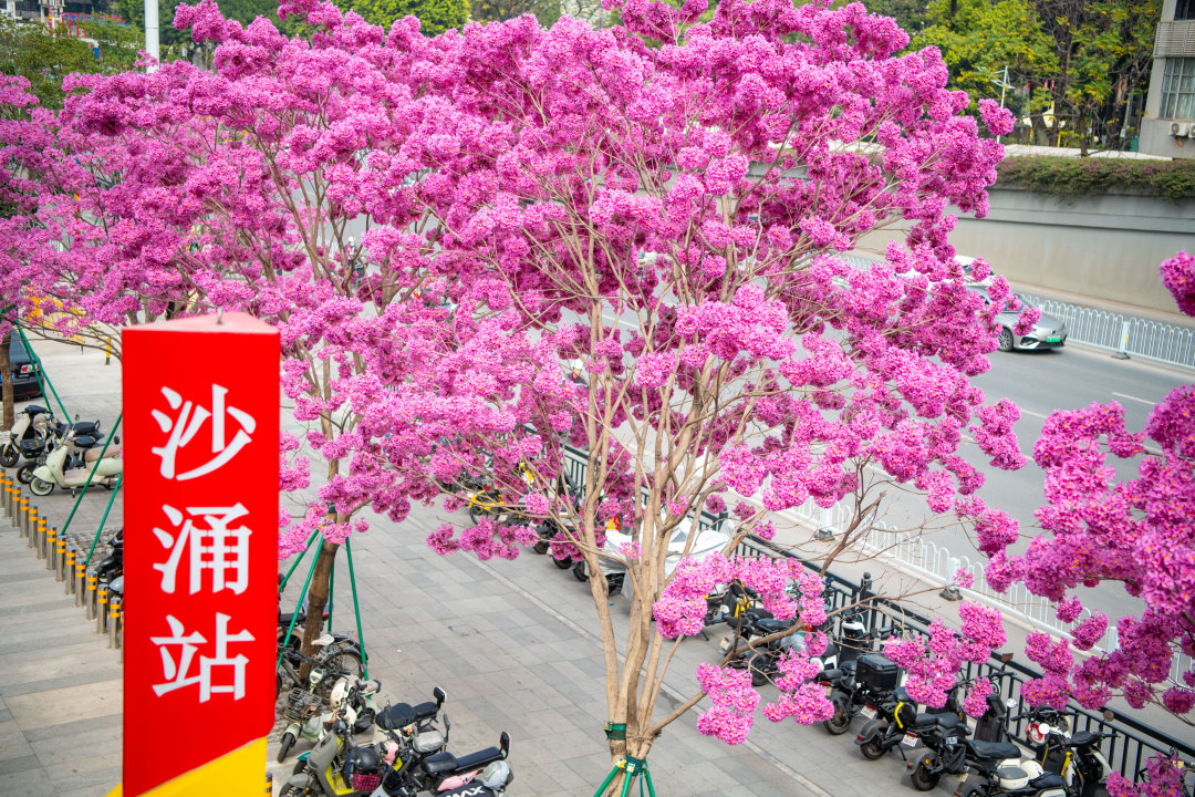 2026年2月5日,广州荔湾区沙涌地铁站D出口,盛开几株粉花风铃木。大团大团的粉花,温柔了广州,模糊了季节。