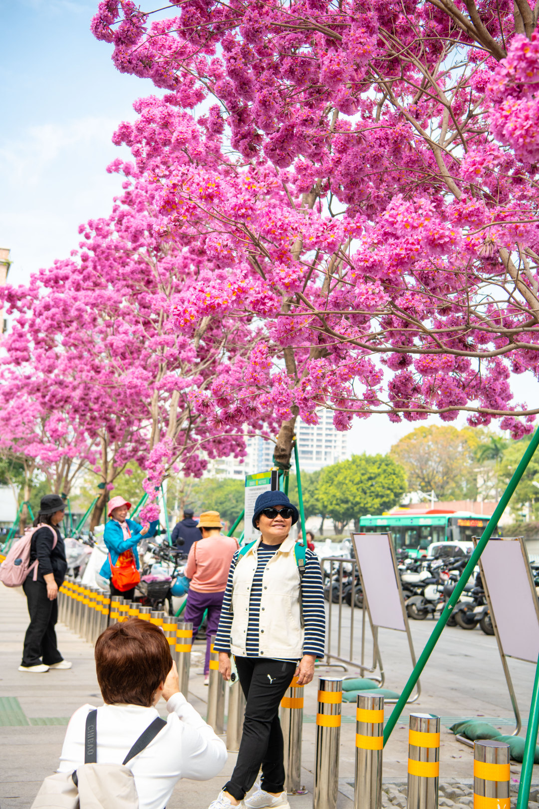 2026年2月5日,广州荔湾区沙涌地铁站D出口,盛开几株粉花风铃木。大团大团的粉花,温柔了广州,模糊了季节。