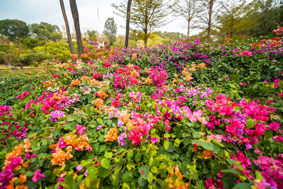 马岭观花植物园的簕杜鹃花开正好,五彩斑斓。