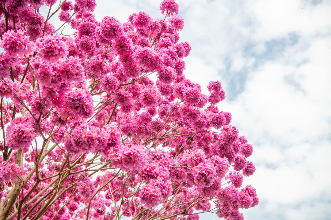 2026年2月5日,广州荔湾区沙涌地铁站D出口,盛开几株粉花风铃木。大团大团的粉花,温柔了广州,模糊了季节。