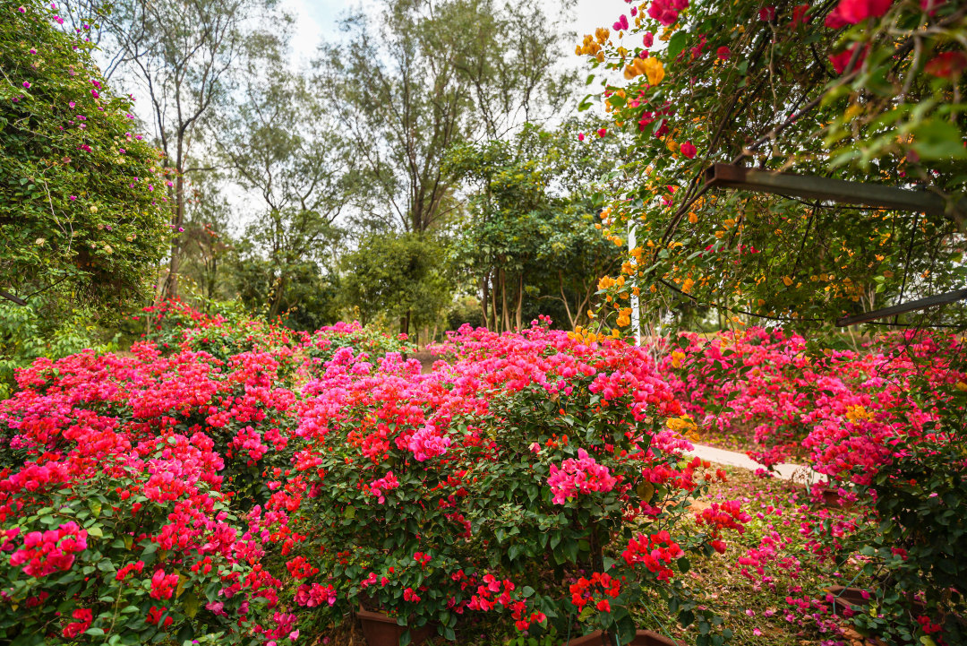 马岭观花植物园的簕杜鹃花开正好,五彩斑斓。