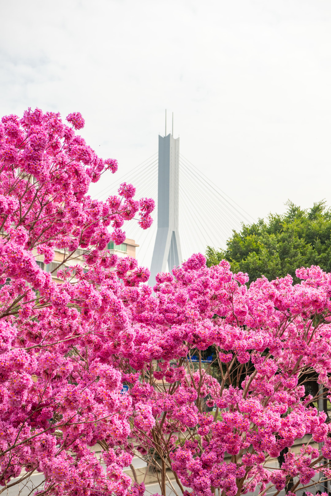 2026年2月5日,广州荔湾区沙涌地铁站D出口,盛开几株粉花风铃木。大团大团的粉花,温柔了广州,模糊了季节。