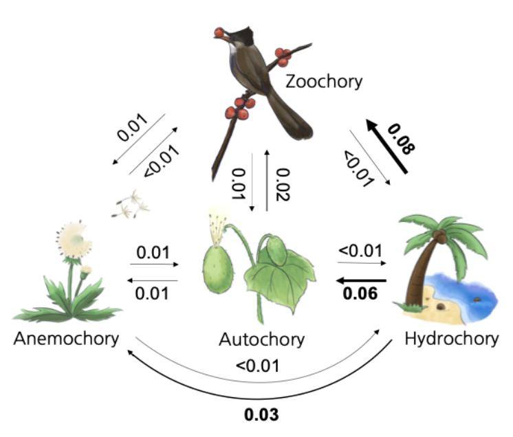 被子植物不同种子扩散方式之间的演化转变速率