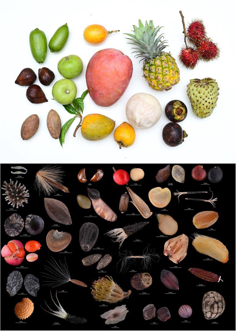 被子植物多样的果实和种子形态 (江国彬 摄)