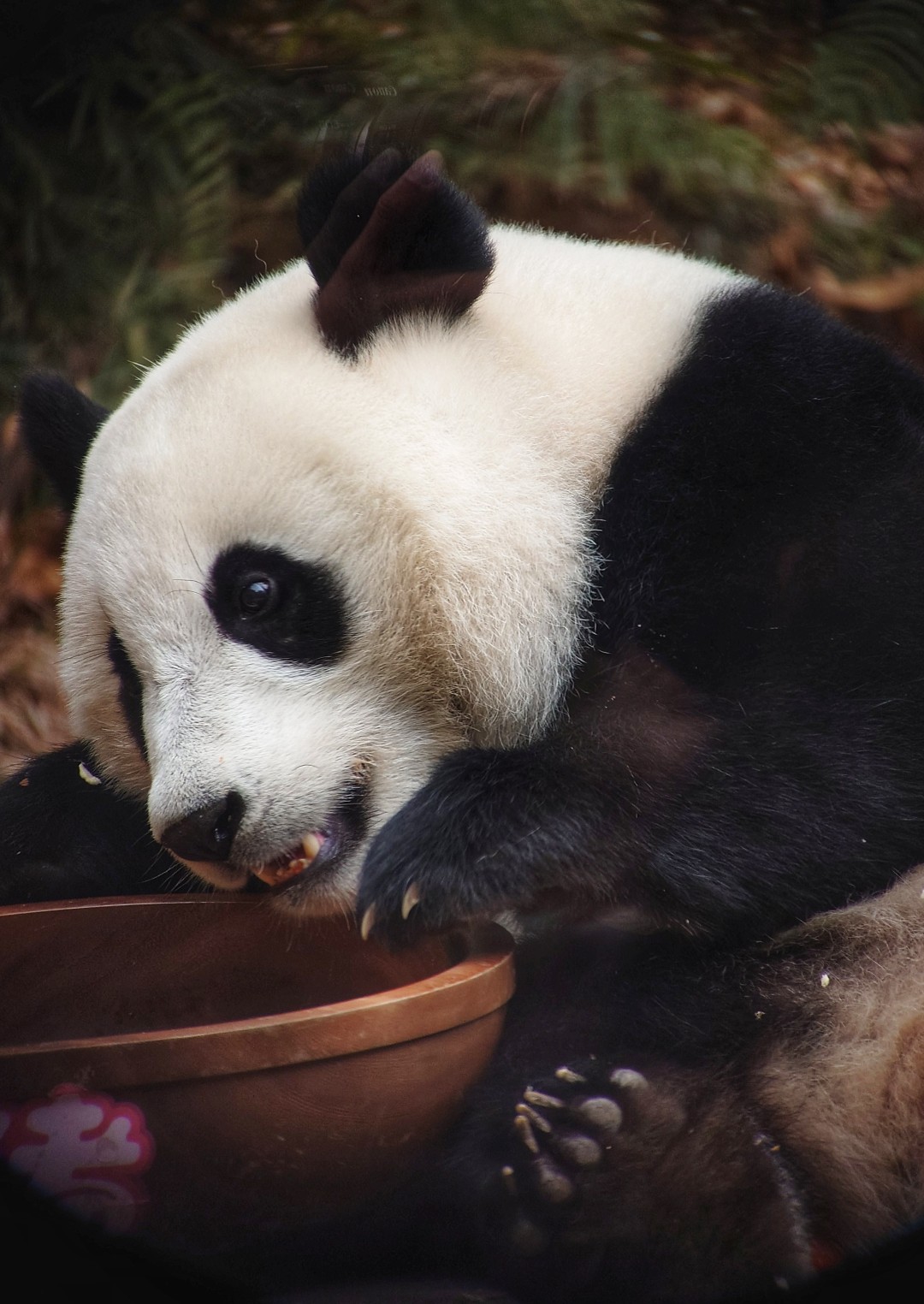 王维宣 20260211 长隆大熊猫“妹珠”过小年,喜提“盆菜”。