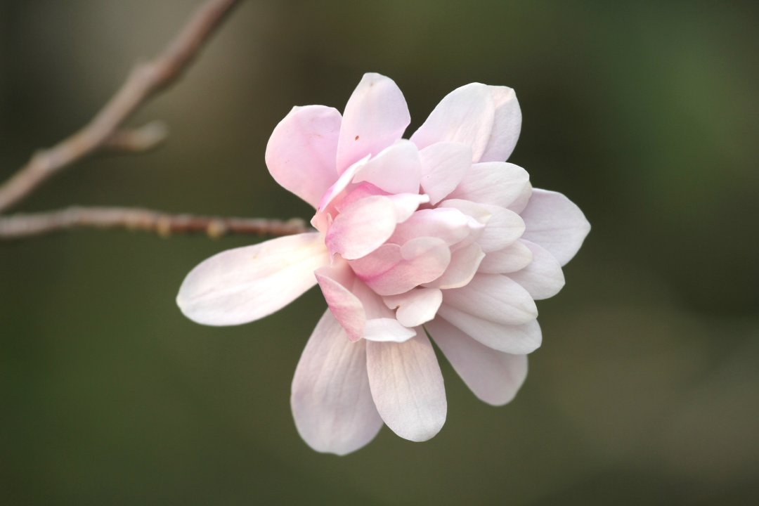 “矮一号”洛氏玉兰