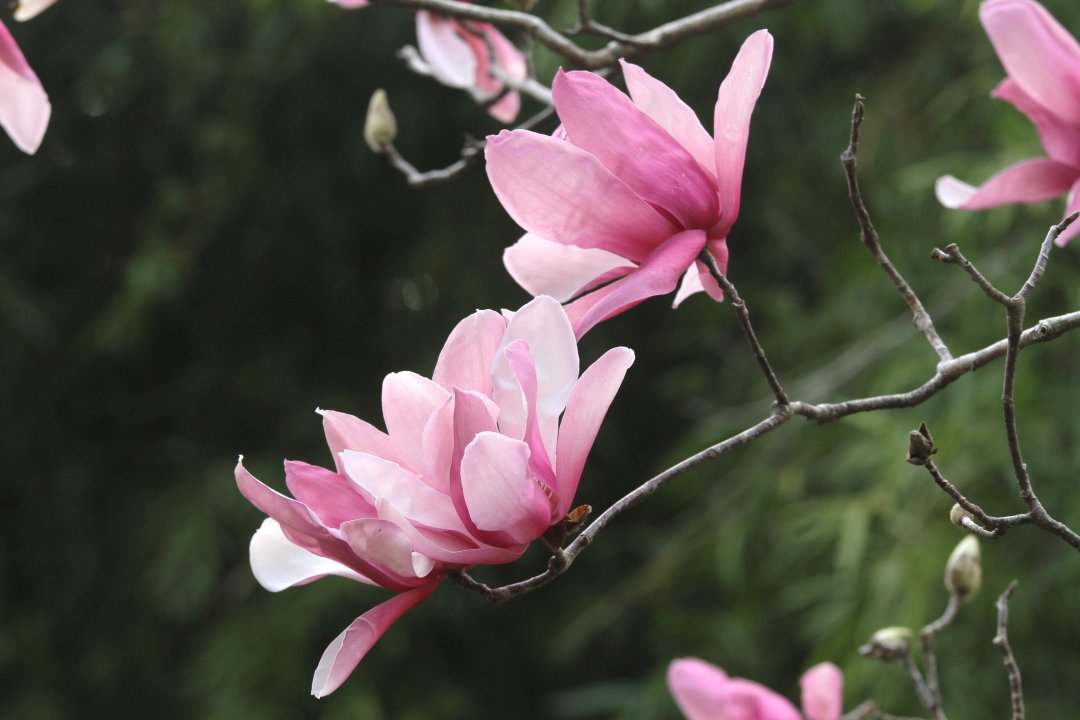 “托尼娅”玉兰