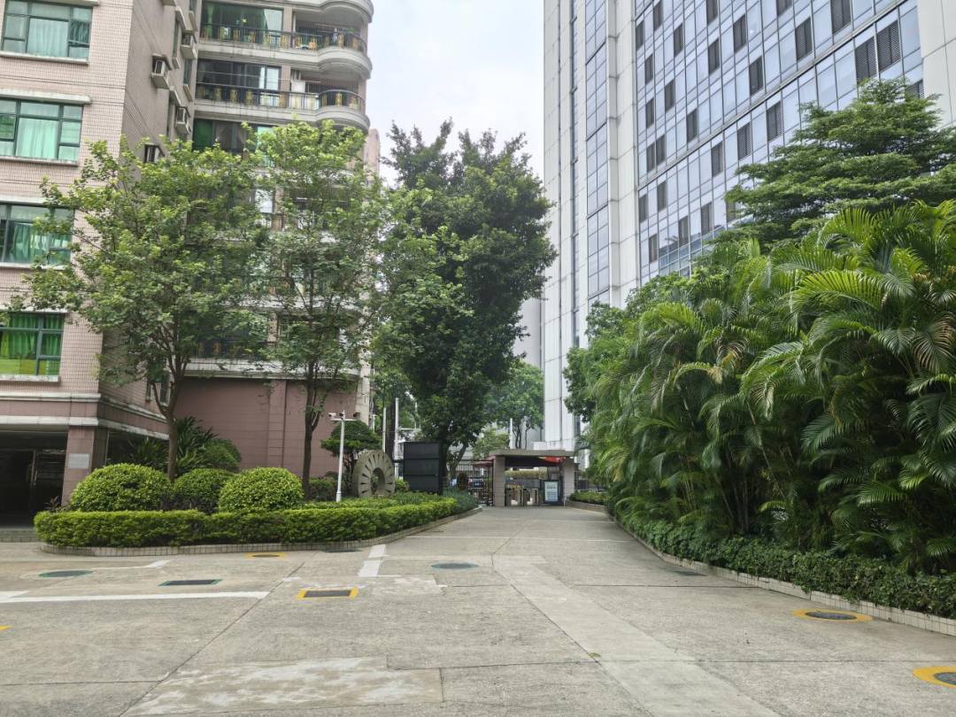 社区里绿树成荫