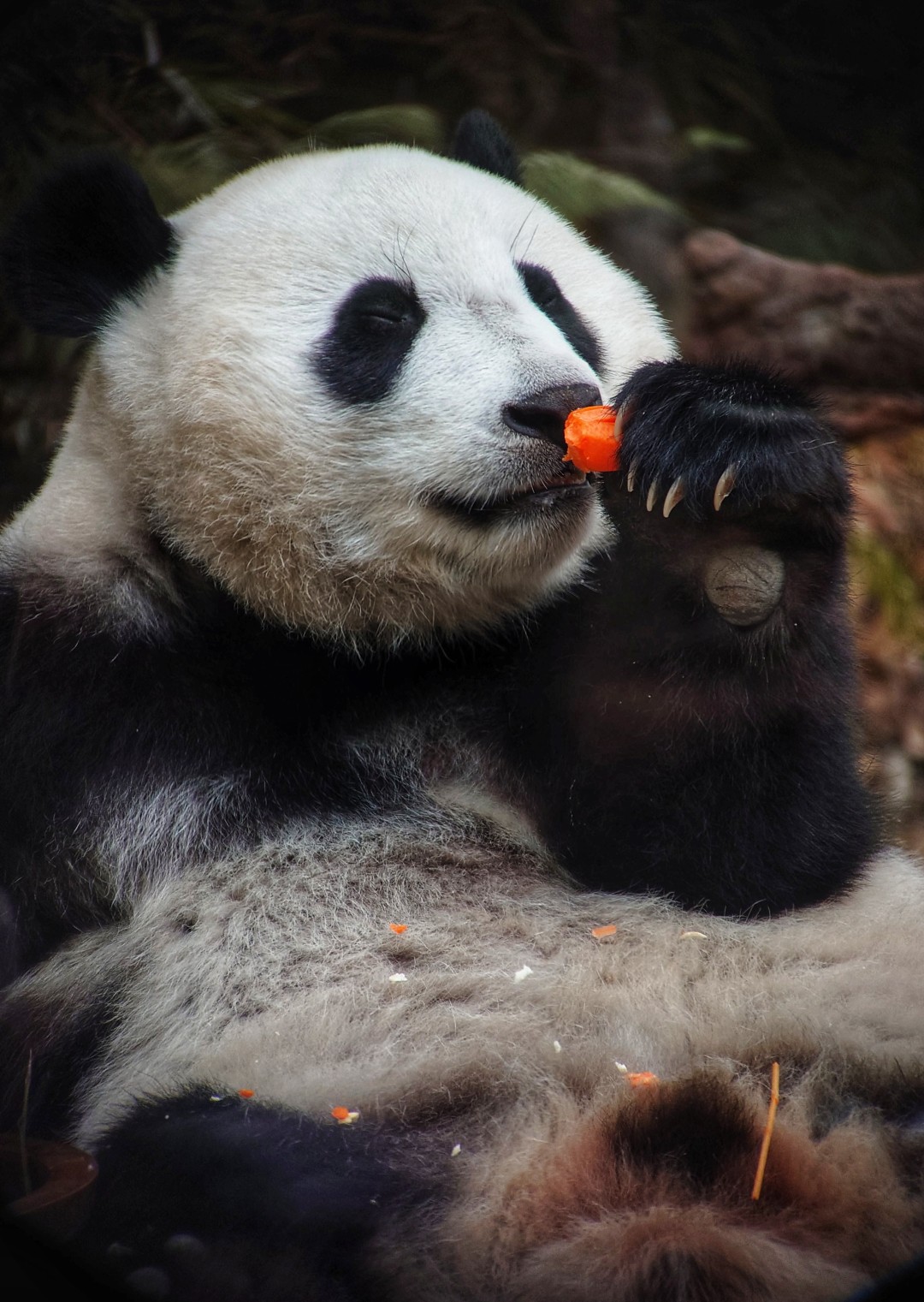 王维宣 20260211 长隆大熊猫“妹珠”过小年,喜提“盆菜”。