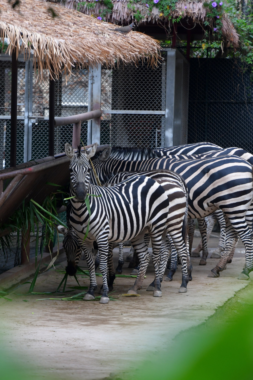 2月11日,春节期间,广州动物园化身为一座“马”趣横生的生态乐园,这里不仅有矮马、斑马等“马家族”成员,更有“斑马线”“河马大嘴巴”等马年专属打卡点位全新上线,搭配“动物明星拜大年”人偶巡游、马年生肖游园会、“马族大揭秘”特展及动物丰容等多场特色活动轮番上演,让动物与市民一起热热闹闹过新年!图为斑马。