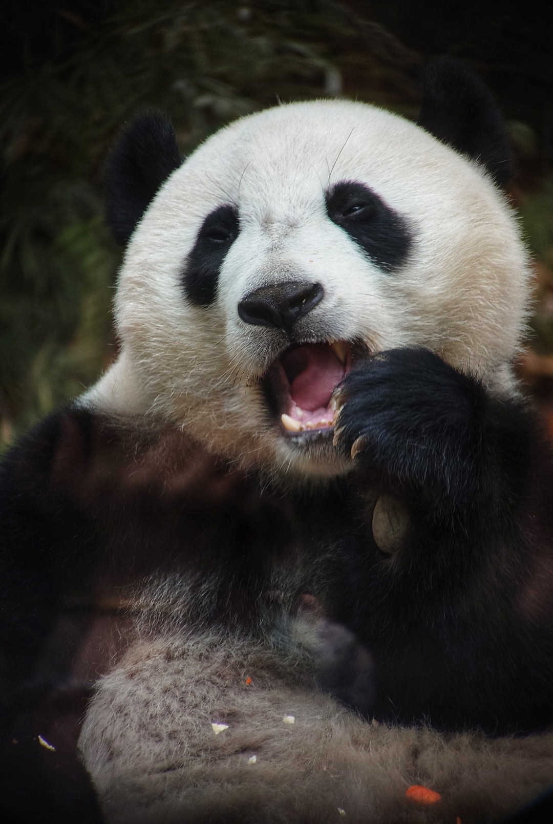 王维宣 20260211 长隆大熊猫“妹珠”过小年,喜提“盆菜”。