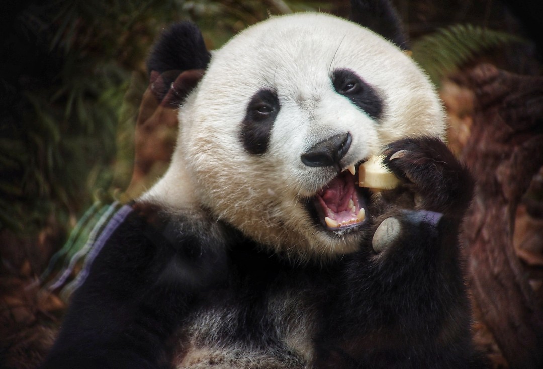 王维宣 20260211 长隆大熊猫“妹珠”过小年,喜提“盆菜”。