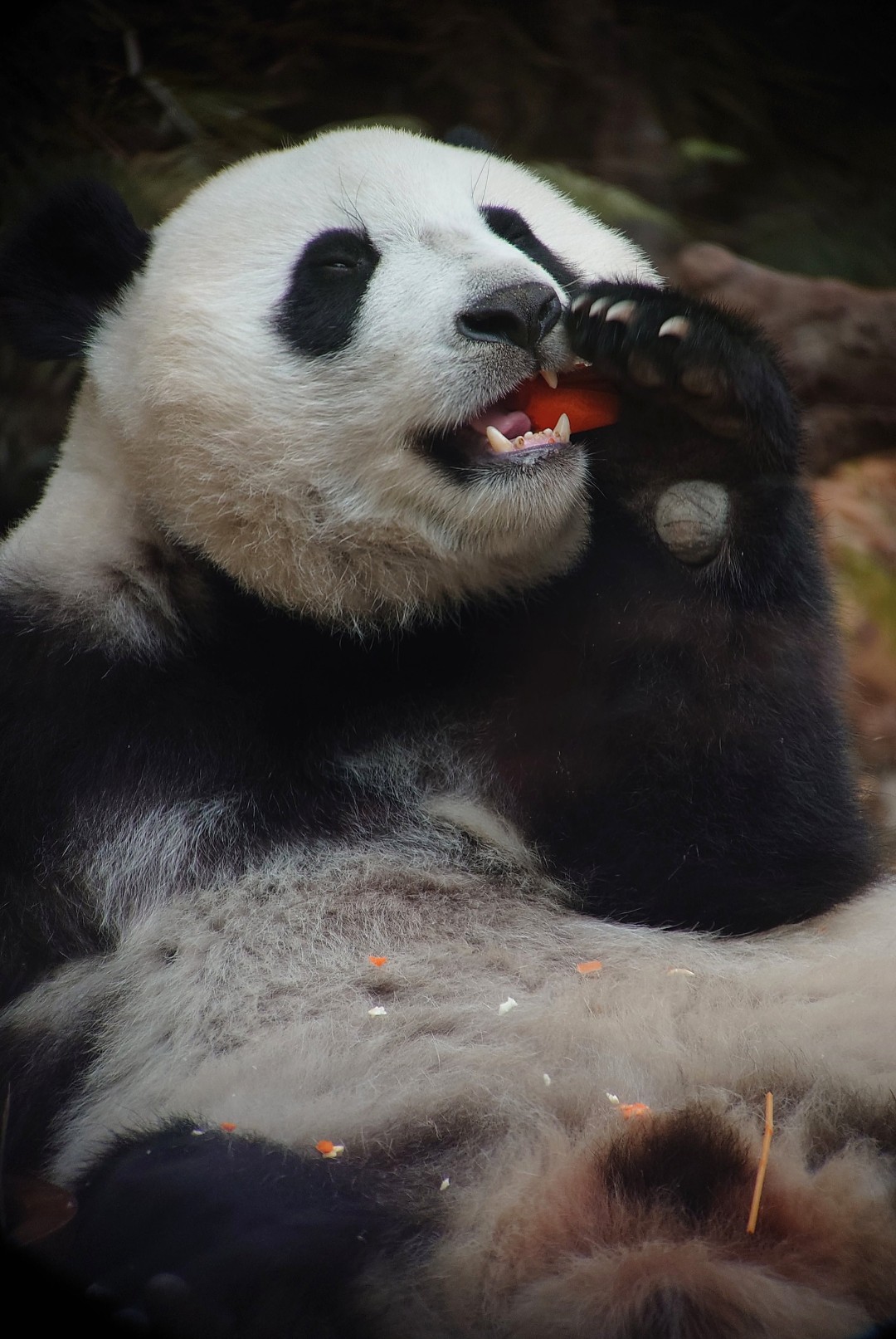 王维宣 20260211 长隆大熊猫“妹珠”过小年,喜提“盆菜”。