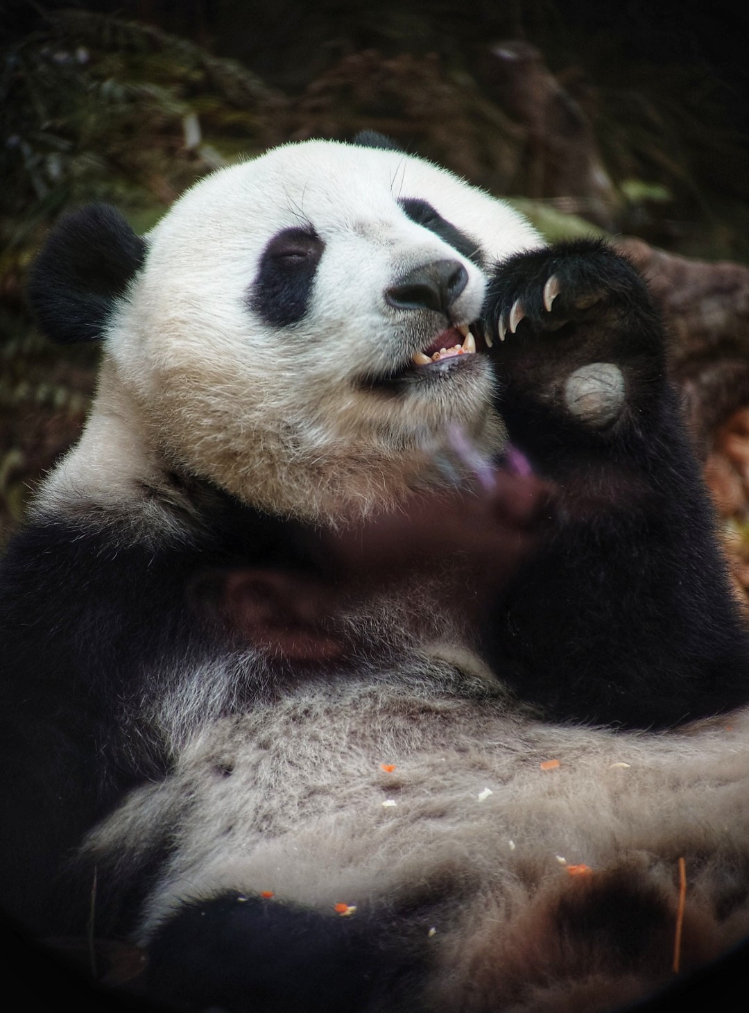 王维宣 20260211 长隆大熊猫“妹珠”过小年,喜提“盆菜”。