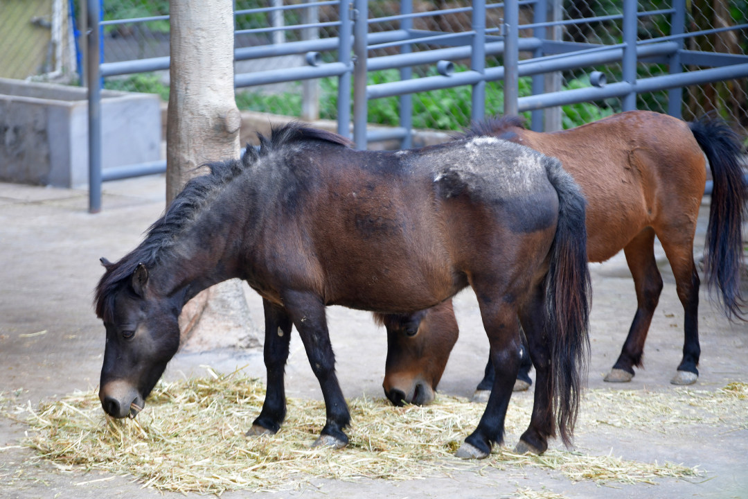 2月11日,春节期间,广州动物园化身为一座“马”趣横生的生态乐园,这里不仅有矮马、斑马等“马家族”成员,更有“斑马线”“河马大嘴巴”等马年专属打卡点位全新上线,搭配“动物明星拜大年”人偶巡游、马年生肖游园会、“马族大揭秘”特展及动物丰容等多场特色活动轮番上演,让动物与市民一起热热闹闹过新年!图为广西德保矮马。