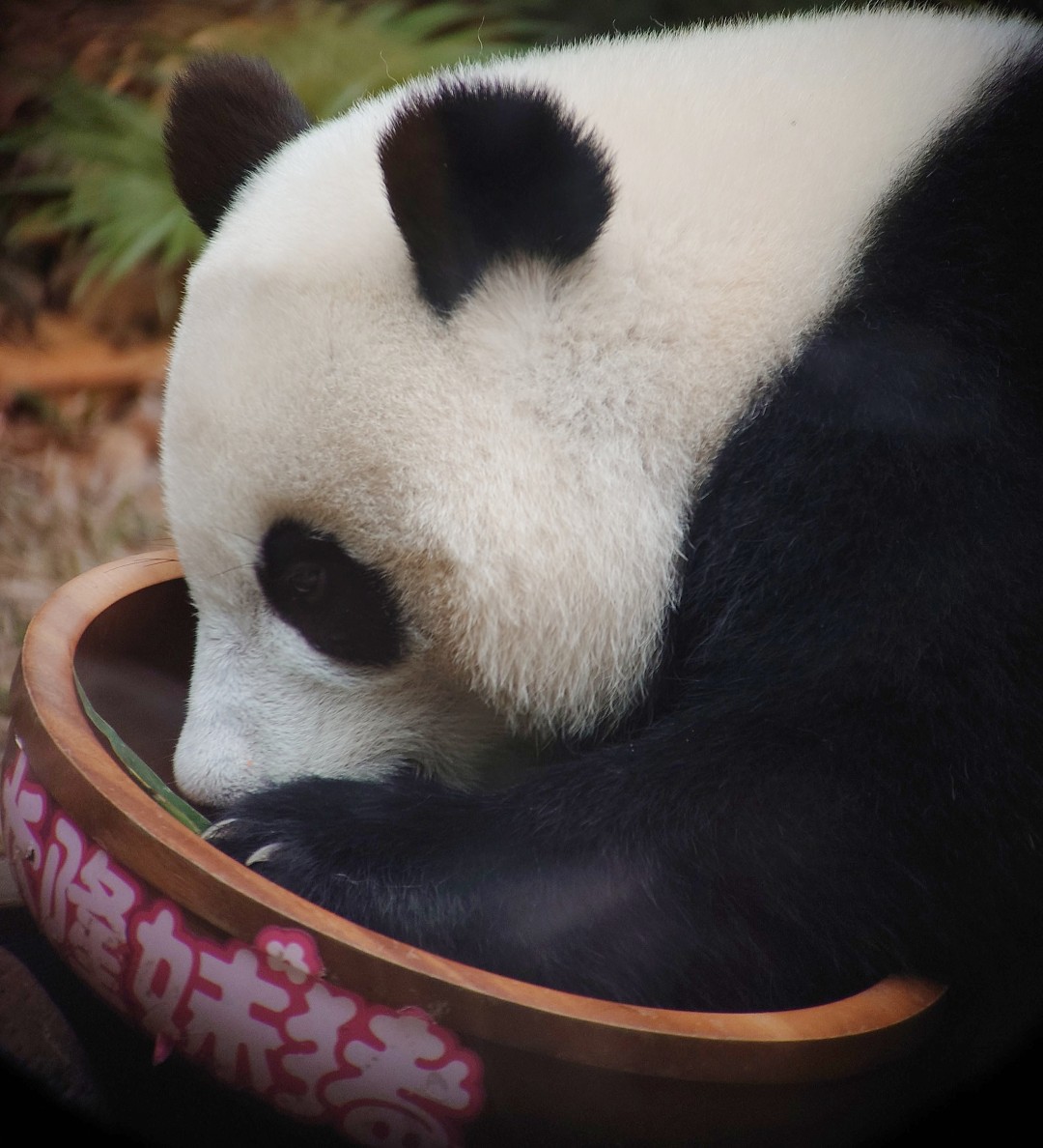 王维宣 20260211 长隆大熊猫“妹珠”过小年,喜提“盆菜”。