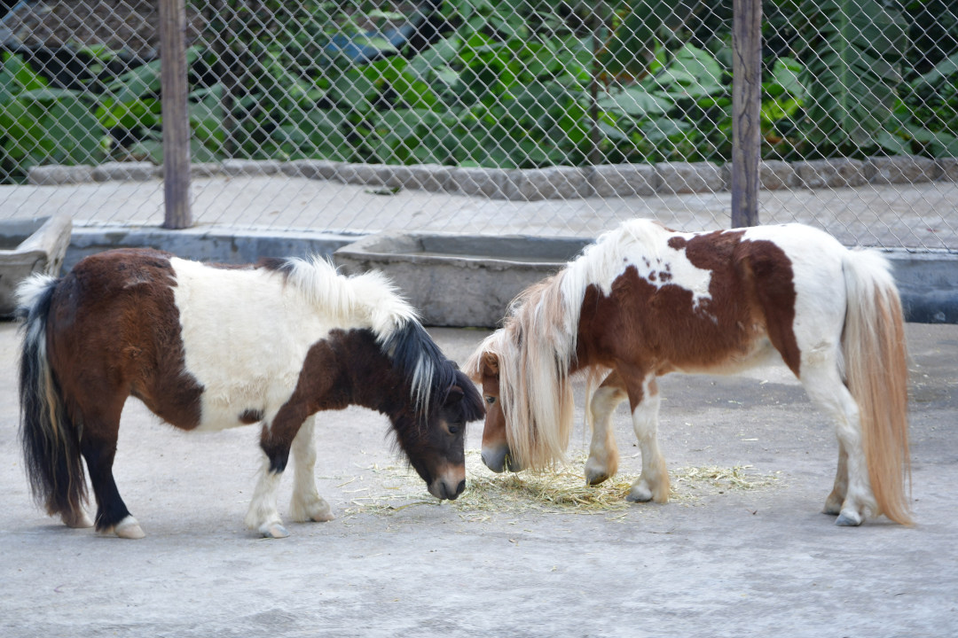 2月11日,春节期间,广州动物园化身为一座“马”趣横生的生态乐园,这里不仅有矮马、斑马等“马家族”成员,更有“斑马线”“河马大嘴巴”等马年专属打卡点位全新上线,搭配“动物明星拜大年”人偶巡游、马年生肖游园会、“马族大揭秘”特展及动物丰容等多场特色活动轮番上演,让动物与市民一起热热闹闹过新年!图为英国设特兰矮马。