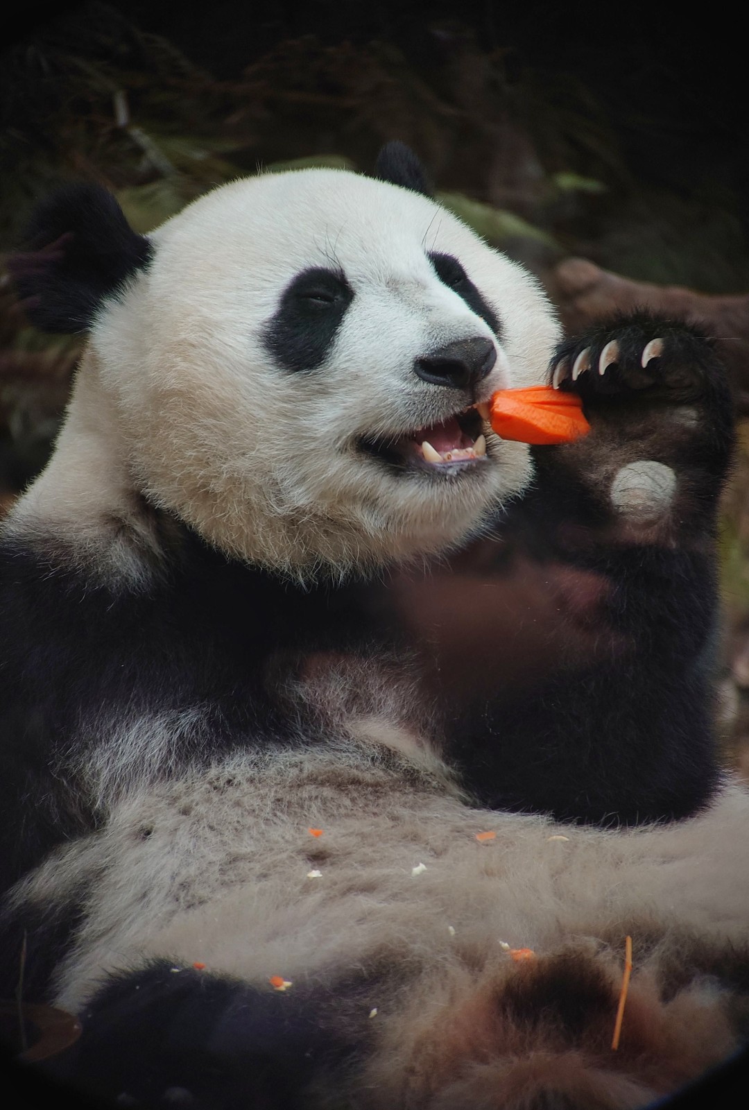 王维宣 20260211 长隆大熊猫“妹珠”过小年,喜提“盆菜”。