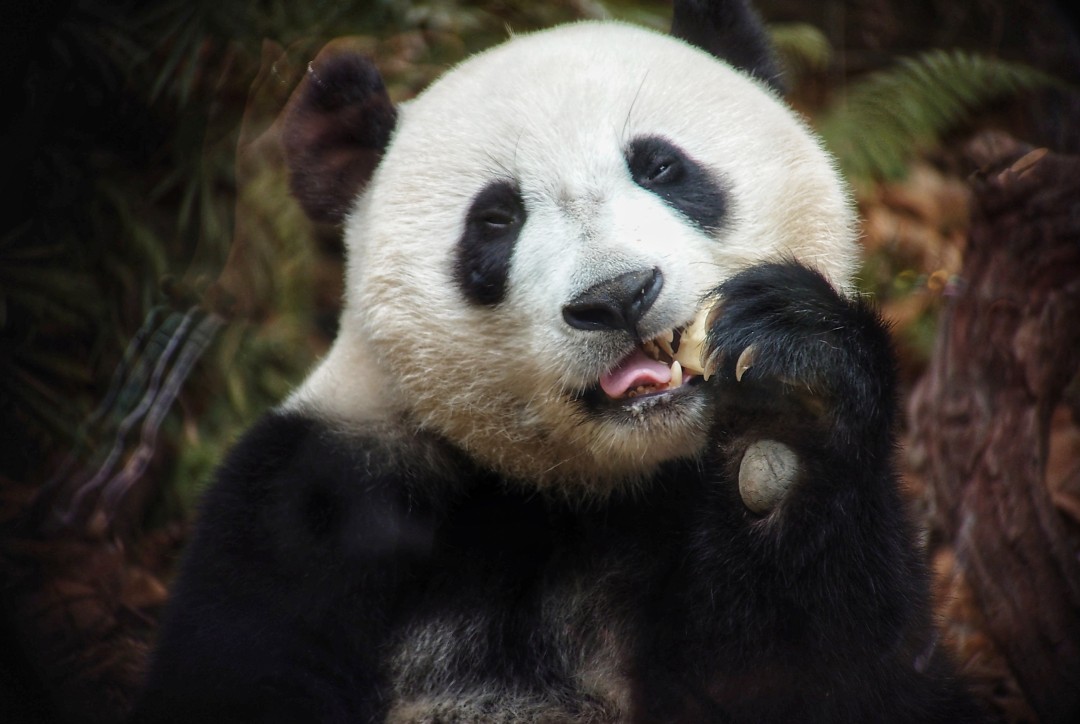 王维宣 20260211 长隆大熊猫“妹珠”过小年,喜提“盆菜”。