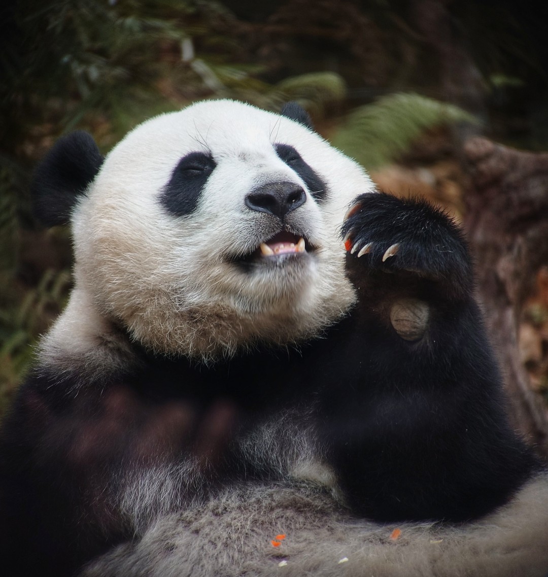 王维宣 20260211 长隆大熊猫“妹珠”过小年,喜提“盆菜”。