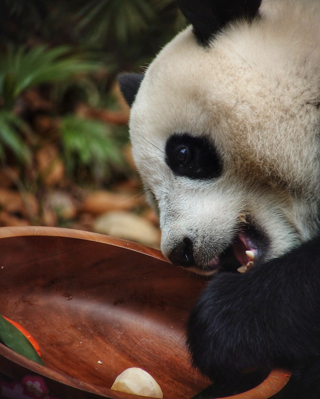 王维宣 20260211 长隆大熊猫“妹珠”过小年,喜提“盆菜”。