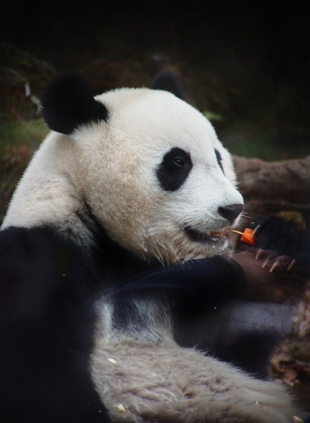 王维宣 20260211 长隆大熊猫“妹珠”过小年,喜提“盆菜”。