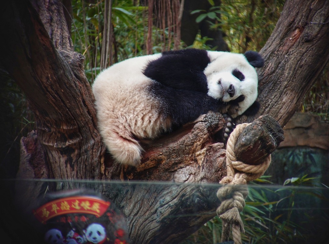 王维宣 20260211 长隆大熊猫“妹珠”过小年,喜提“盆菜”。
