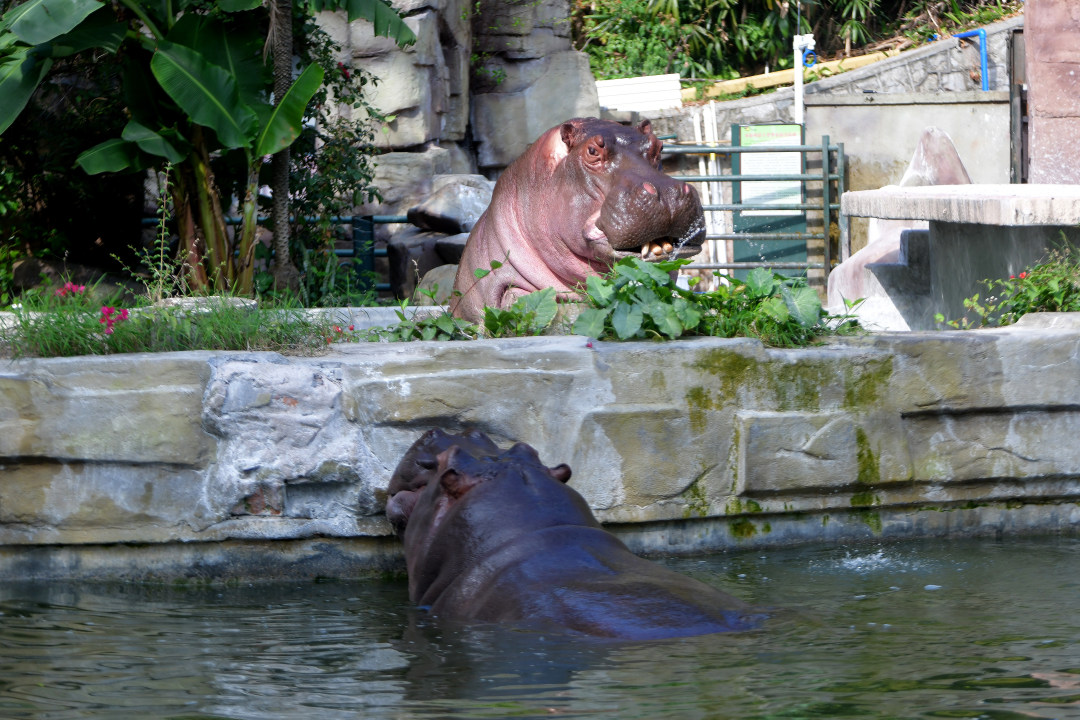 2月11日,春节期间,广州动物园化身为一座“马”趣横生的生态乐园,这里不仅有矮马、斑马等“马家族”成员,更有“斑马线”“河马大嘴巴”等马年专属打卡点位全新上线,搭配“动物明星拜大年”人偶巡游、马年生肖游园会、“马族大揭秘”特展及动物丰容等多场特色活动轮番上演,让动物与市民一起热热闹闹过新年!图为河马。